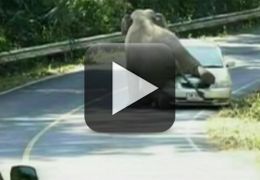 Vídeo incrível mostra elefante destruindo carro