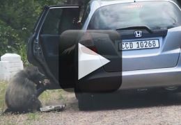 Imagens flagram macaco roubando comida de dentro de um carro