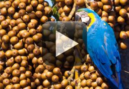 Arara-canindé é flagrada pegando carona em carro