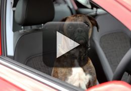 Cachorro demonstra sistema de estacionamento de carro