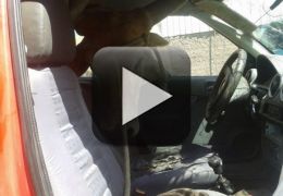 Boi fica com a cabeça presa na janela de carro