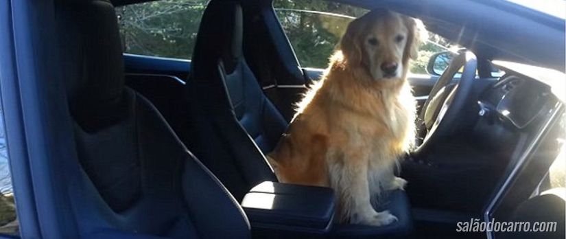 Cachorro aparece manobrando Tesla Model S