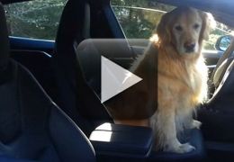 Cachorro aparece manobrando Tesla Model S