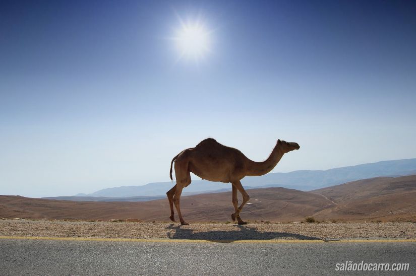 Motorista enfrenta manada de camelos na estrada