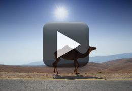 Motorista enfrenta manada de camelos na estrada