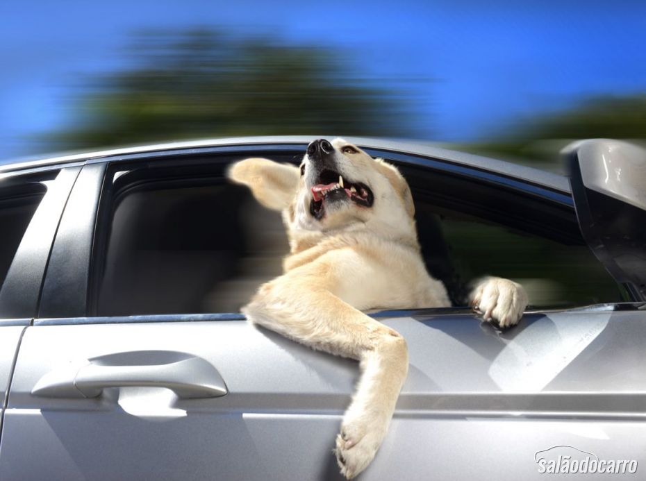 Labrador, na janela do carro