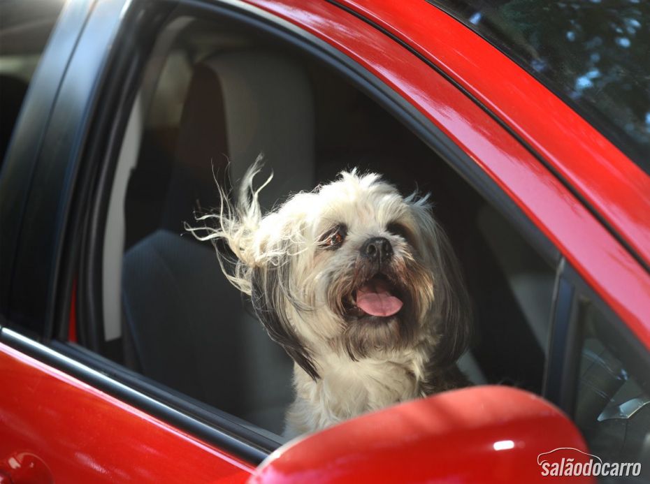 Shih-tzu, sentindo o vento bater