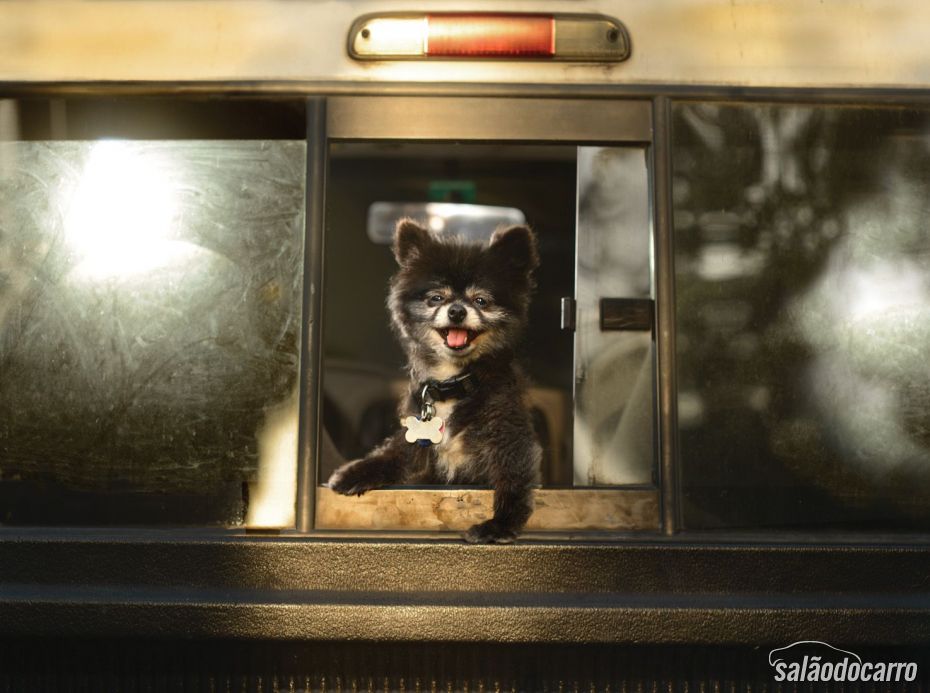 Lulu da Pomerânia, de boa na janela