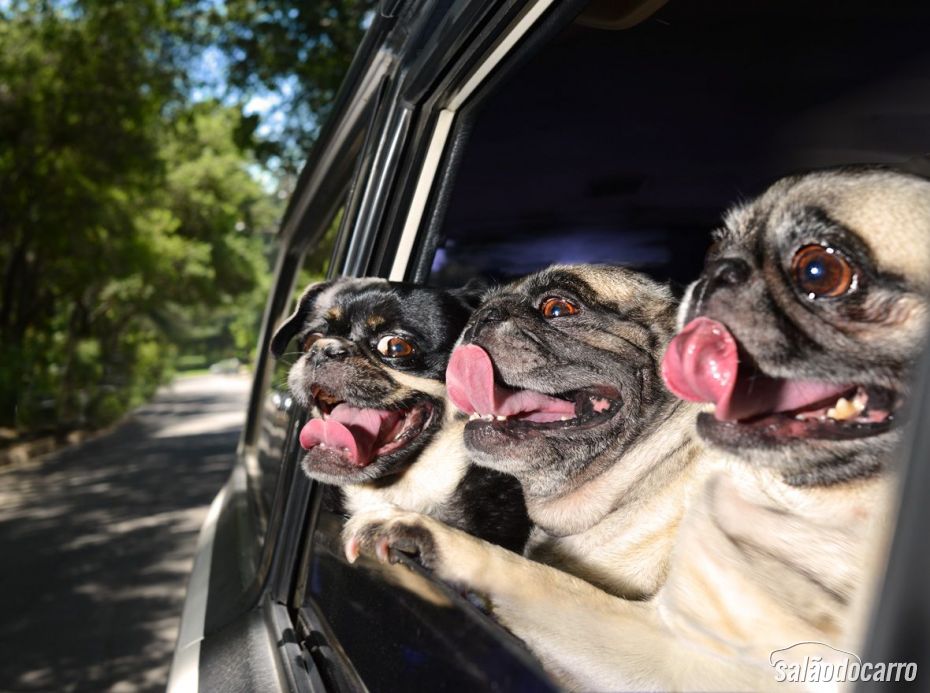 Pugs, a turma reunida na janela do carro