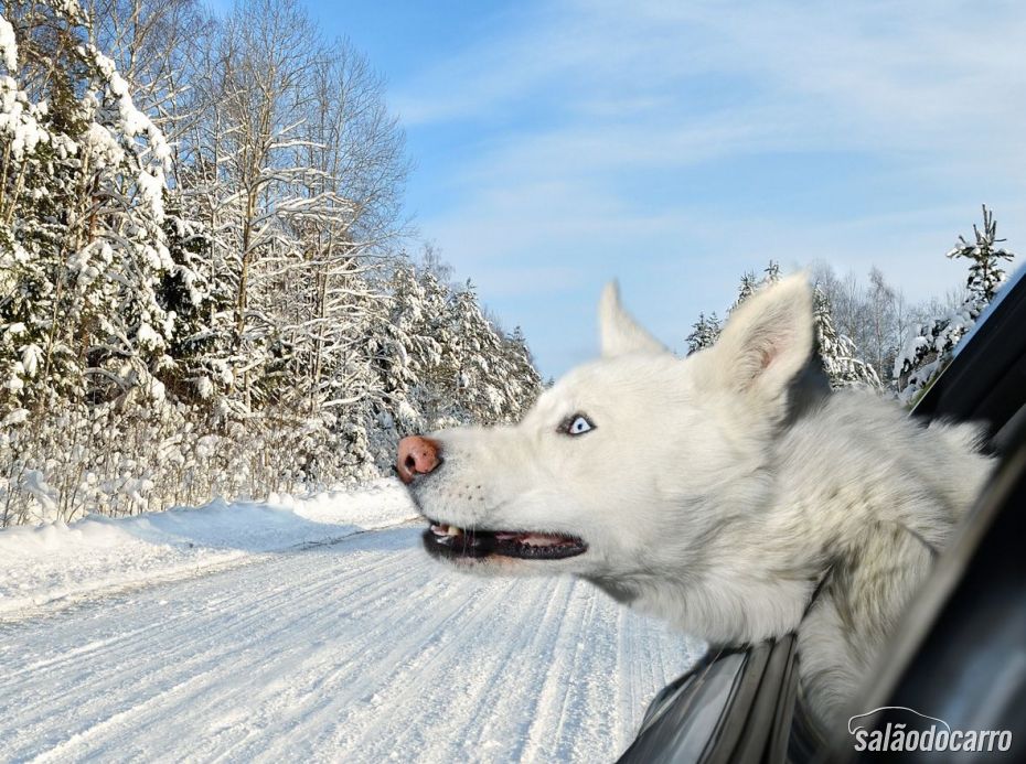 Husky siberiano, adora passear