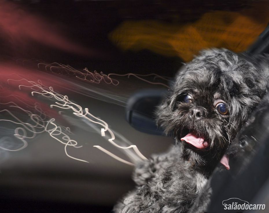 Shih-tzu, com medo mas não larga da janela