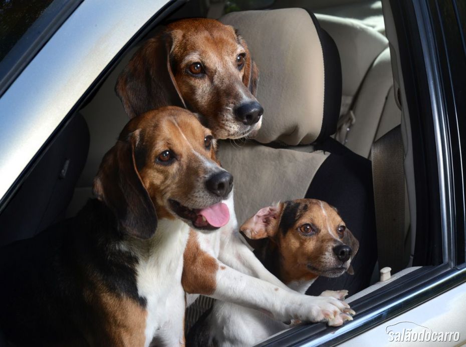 Beagles, animados pro passeio
