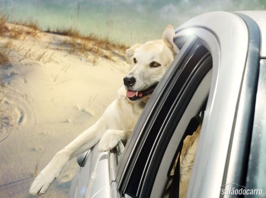 Labrador, curtindo a paisagem