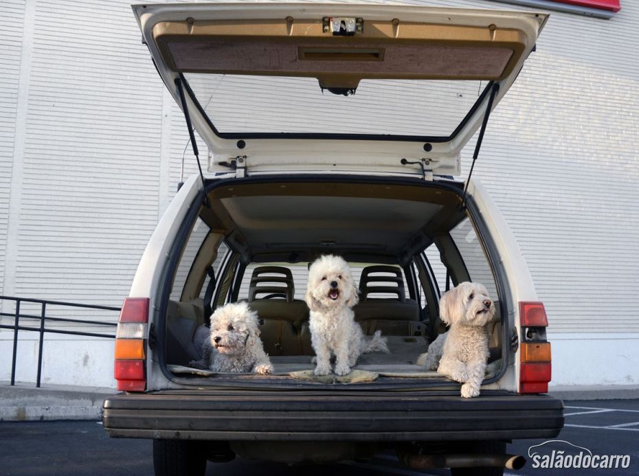 Poodles, não vê a hora de passear