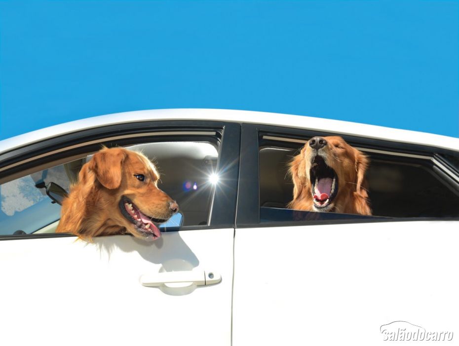Golden Retrievers, grudado na janela